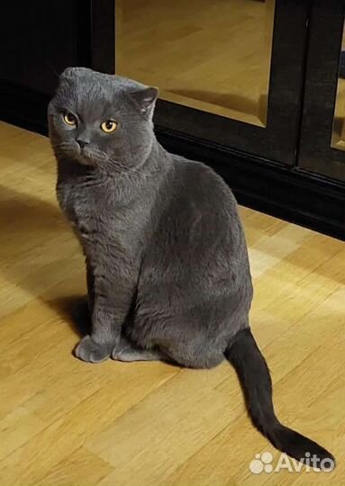 Вязка. Опытный кот, Шотландец