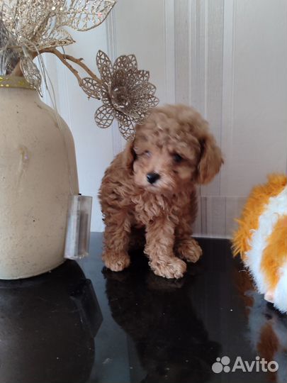 Той-пудель мини