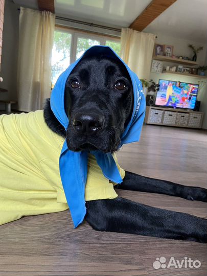 Собака только в самые добрые и заботливые руки