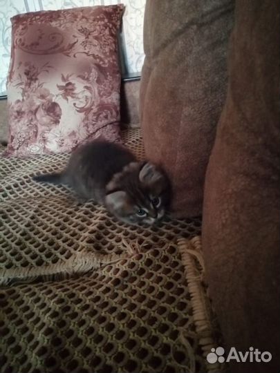 Котенок в добрые руки