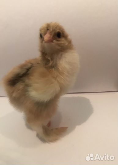 Цыплята Брама суточные, недельные, 2 недели