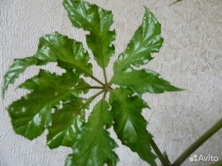 Комнатные растения