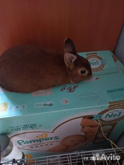 Карликовый кролик