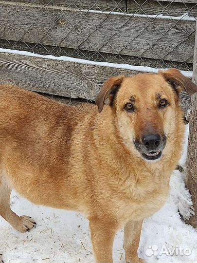 Собака из приюта хочет домой