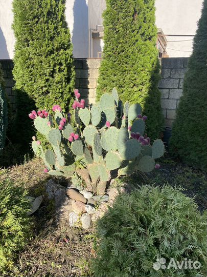 Кактус цветущий опунция