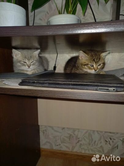 Шотландские котята
