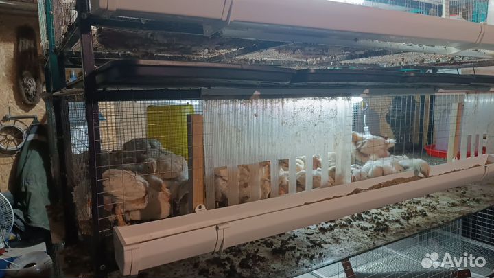 Клетки для бройлеров