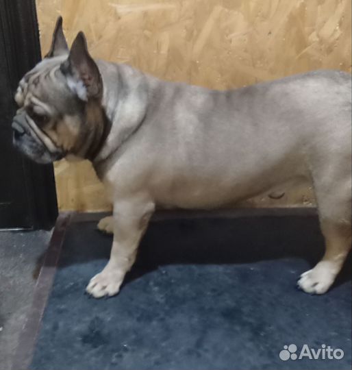 Взрослый француз