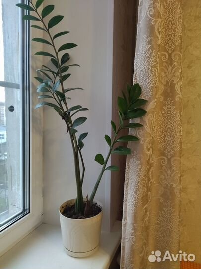 Замиокулькас