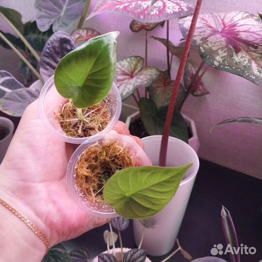 Алоказия
