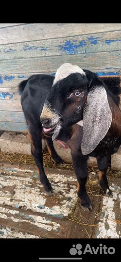 Англо нубийский козел вязка