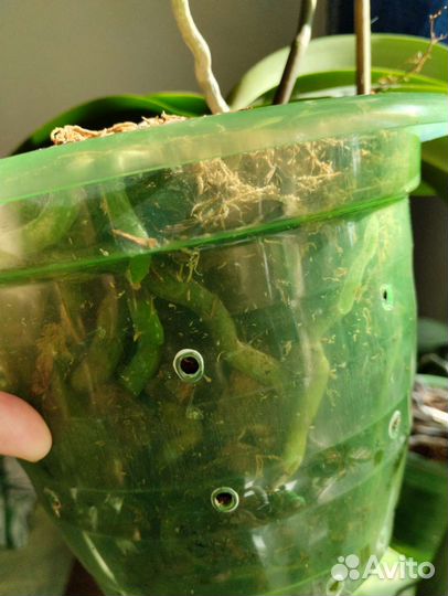 Орхидея фаленопсис