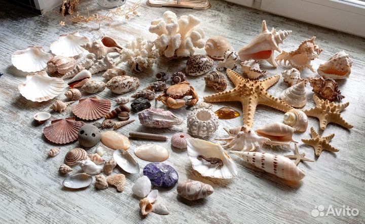 Морские раковины и большие кораллы