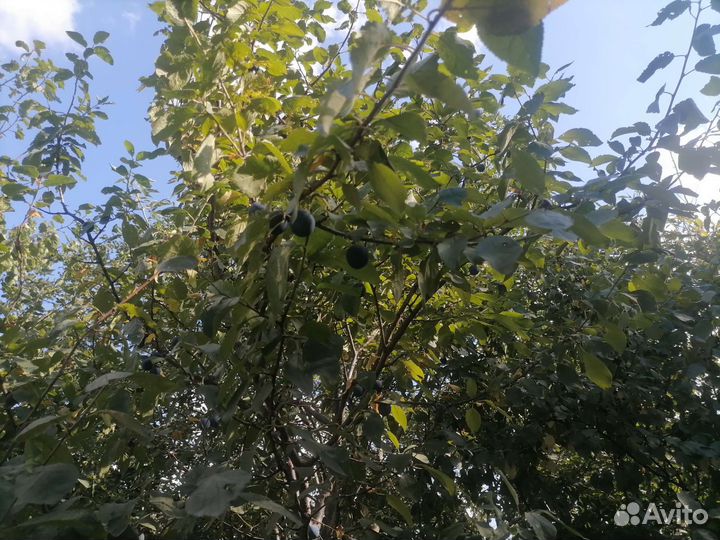 Саженцы терновки тернослива