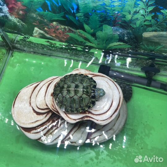 Красноухая черепаха с аквариумом