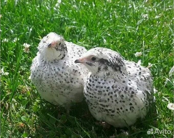 Перепела Феникс