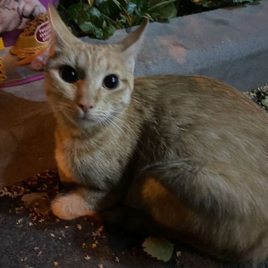 Кошка в дар бесплатно