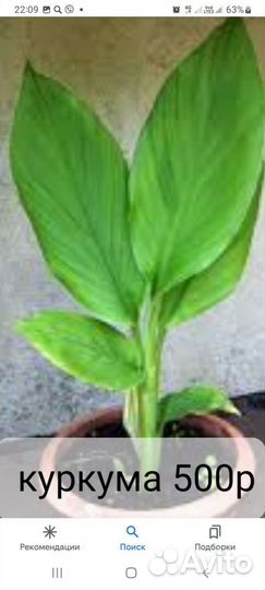 Съедобная экзотика