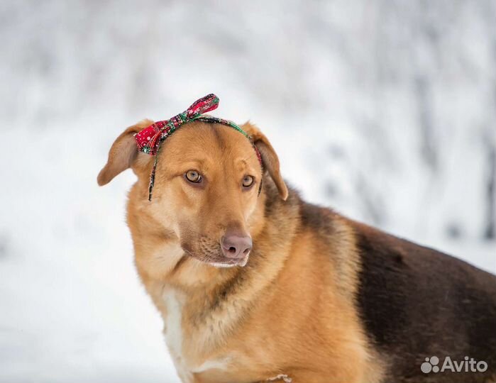 Вишенка ищет семью