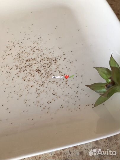 Семена глоксинии