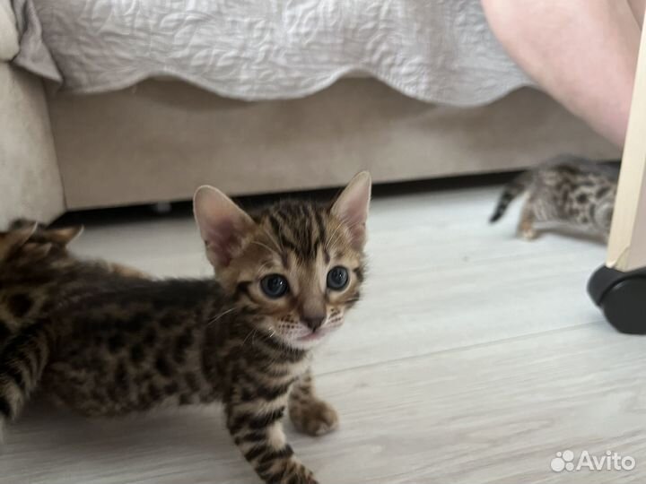 Бенгальские котята