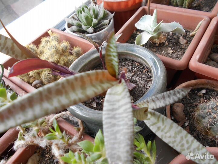 Суккуленты:Толстянка,Лебедурия,Седумы,Эчеверии