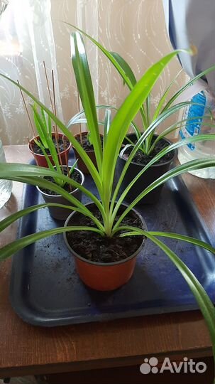 Комнатные цветы