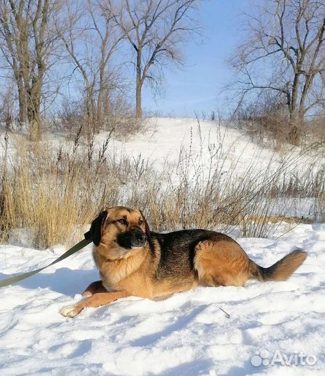 Собака Кассандра