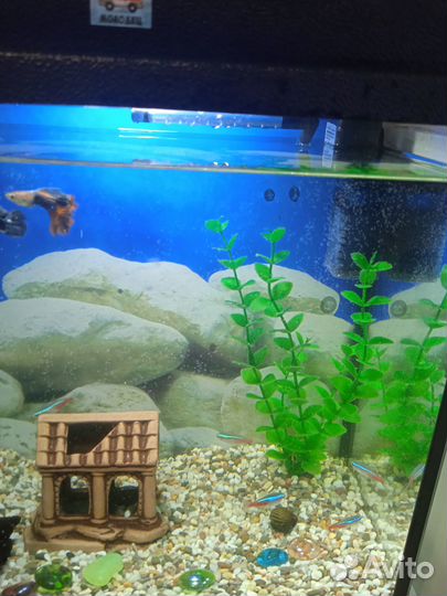 Аквариум с рыбками