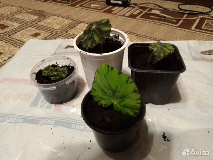 Цветы в ассортименте