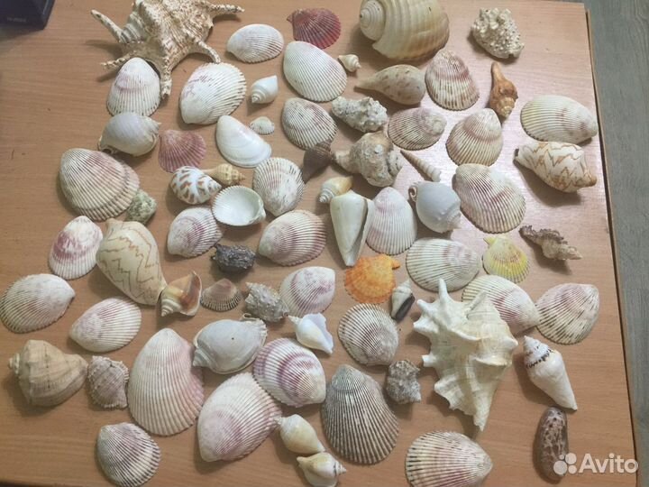 Морские ракушки