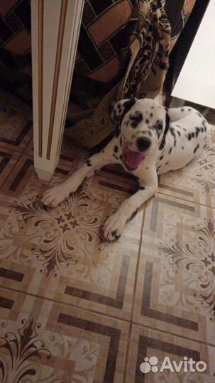 Щенки далматина