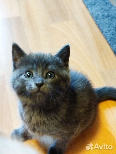 Милые умные котята