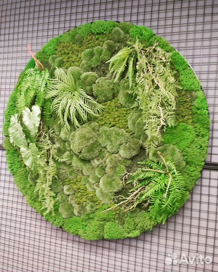 Стабилизированный мох