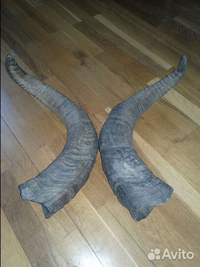 Рога горного тура