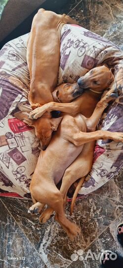 Щенки родезийского риджбека