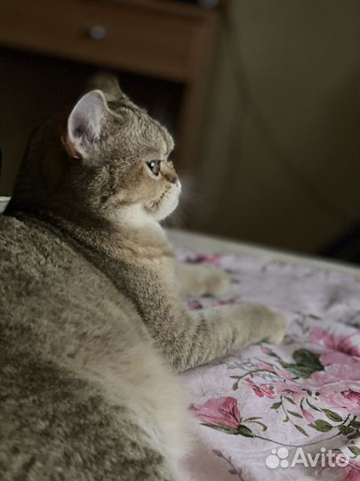 Кошка В добрые руки