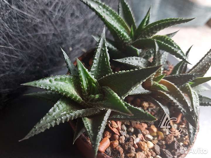 Хавортия лимолистная