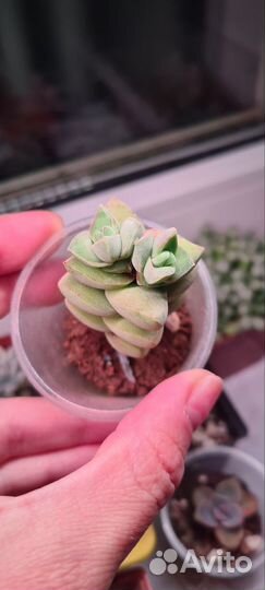 Крассулы и эхеверии. Суккуленты