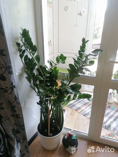 Замиокулькас