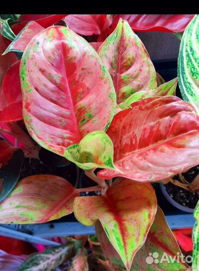 Аглаонема пракай пич