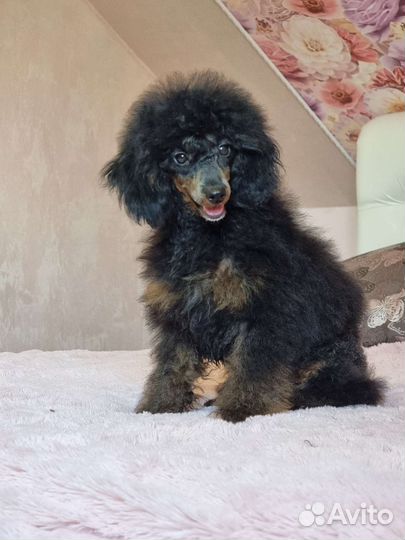 Карликовый той-пудель