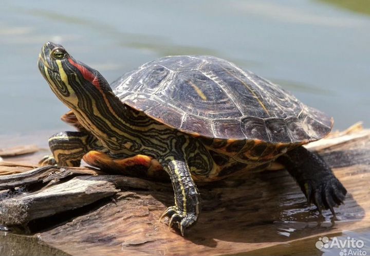 Черепаха водная с аквариумом 120 л