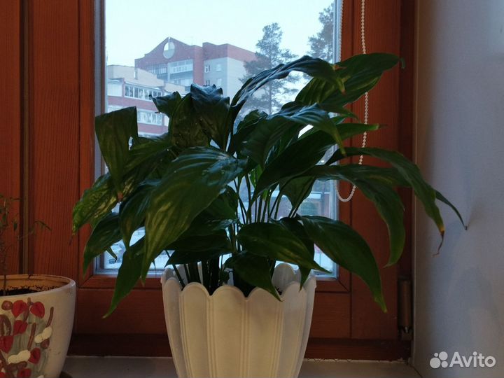 Спатифиллум