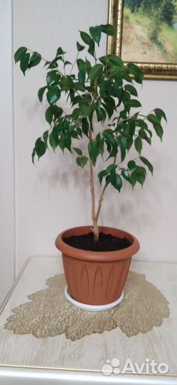 Фикус бенджамина