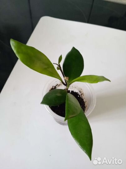 Укоренëнные хойи(Обновлено)