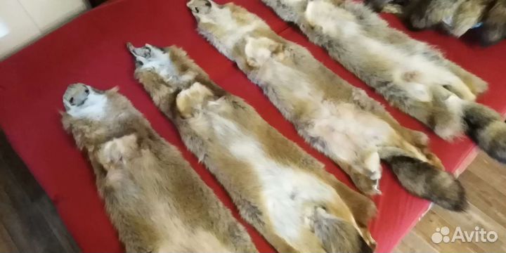 Шкуры шакала (степной волк)