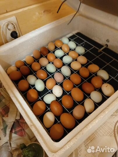 Инкубационное яйцо домашних кур