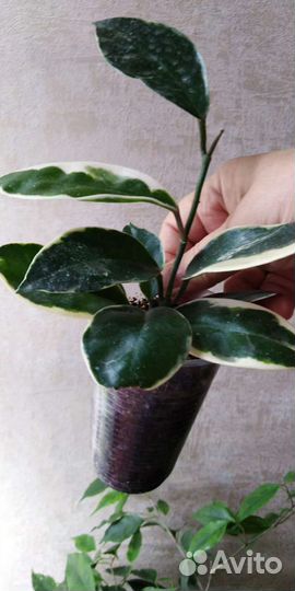 Хойи продажа