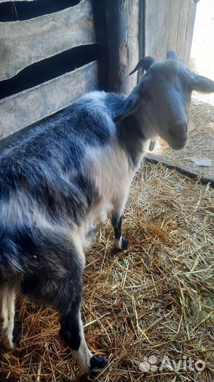 Козлята